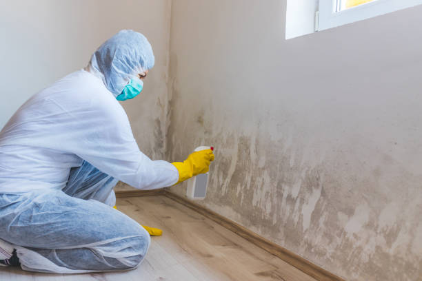 Licensed Black Mold Removal service in Hopkinton, MA - WQB Mold Removal