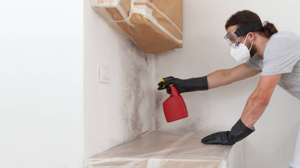 Professional Black Mold Removal technician working in Hopkinton, MA