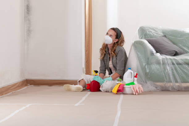 Reliable Black Mold Removal contractor in Hopkinton, MA by WQB Mold Removal