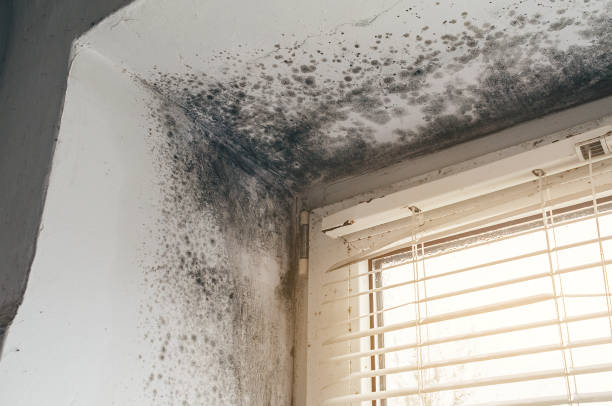 Affordable Black Mold Removal solutions in Hopkinton, MA